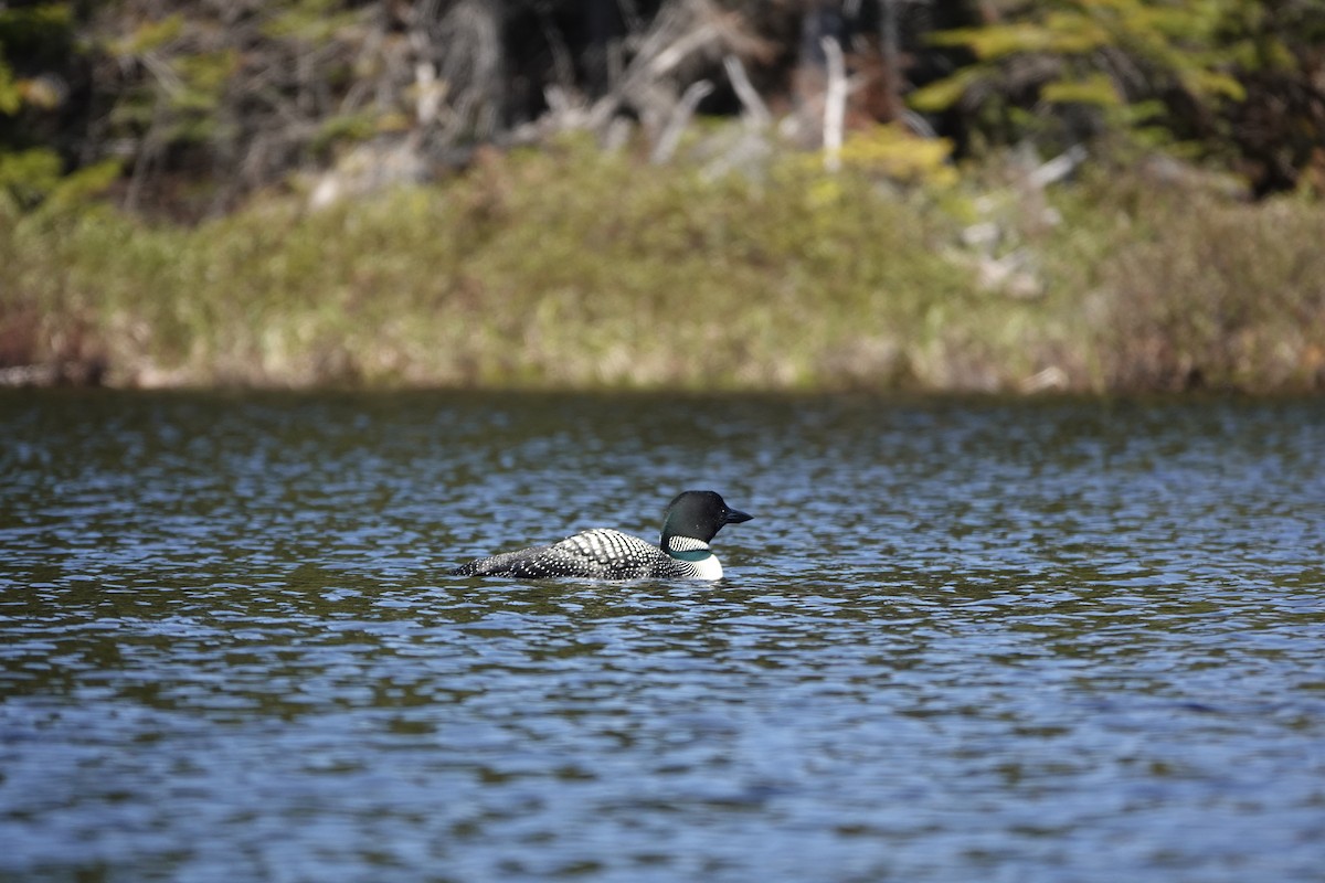 Common Loon - Karen Lethbridge