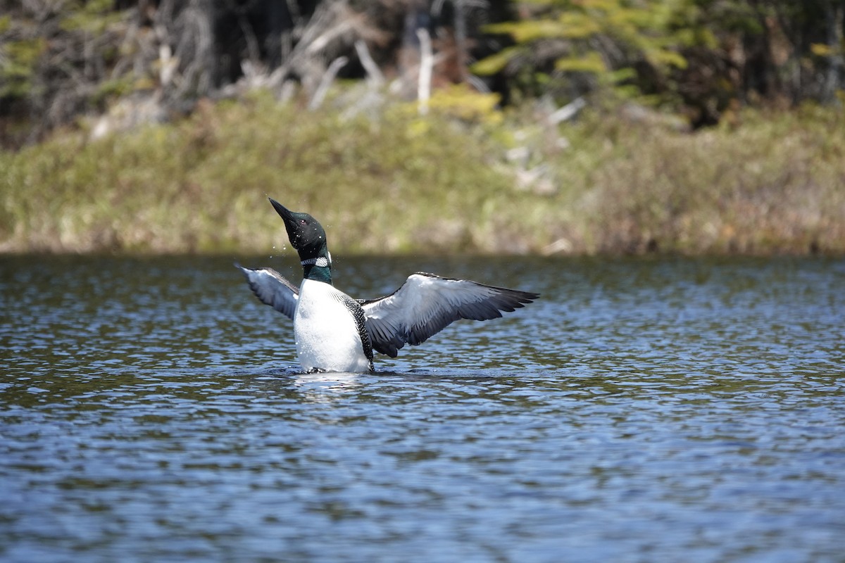 Plongeon huard - ML340131401