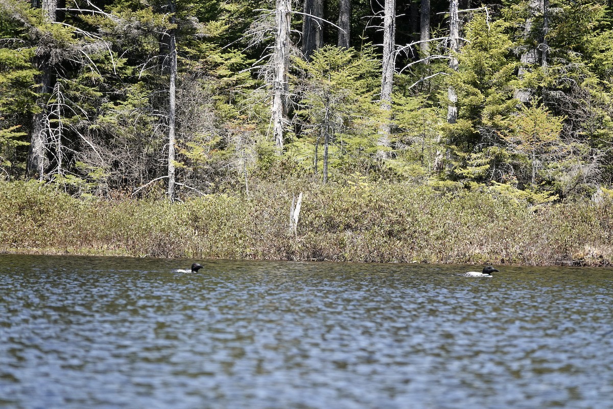 Common Loon - ML340131411