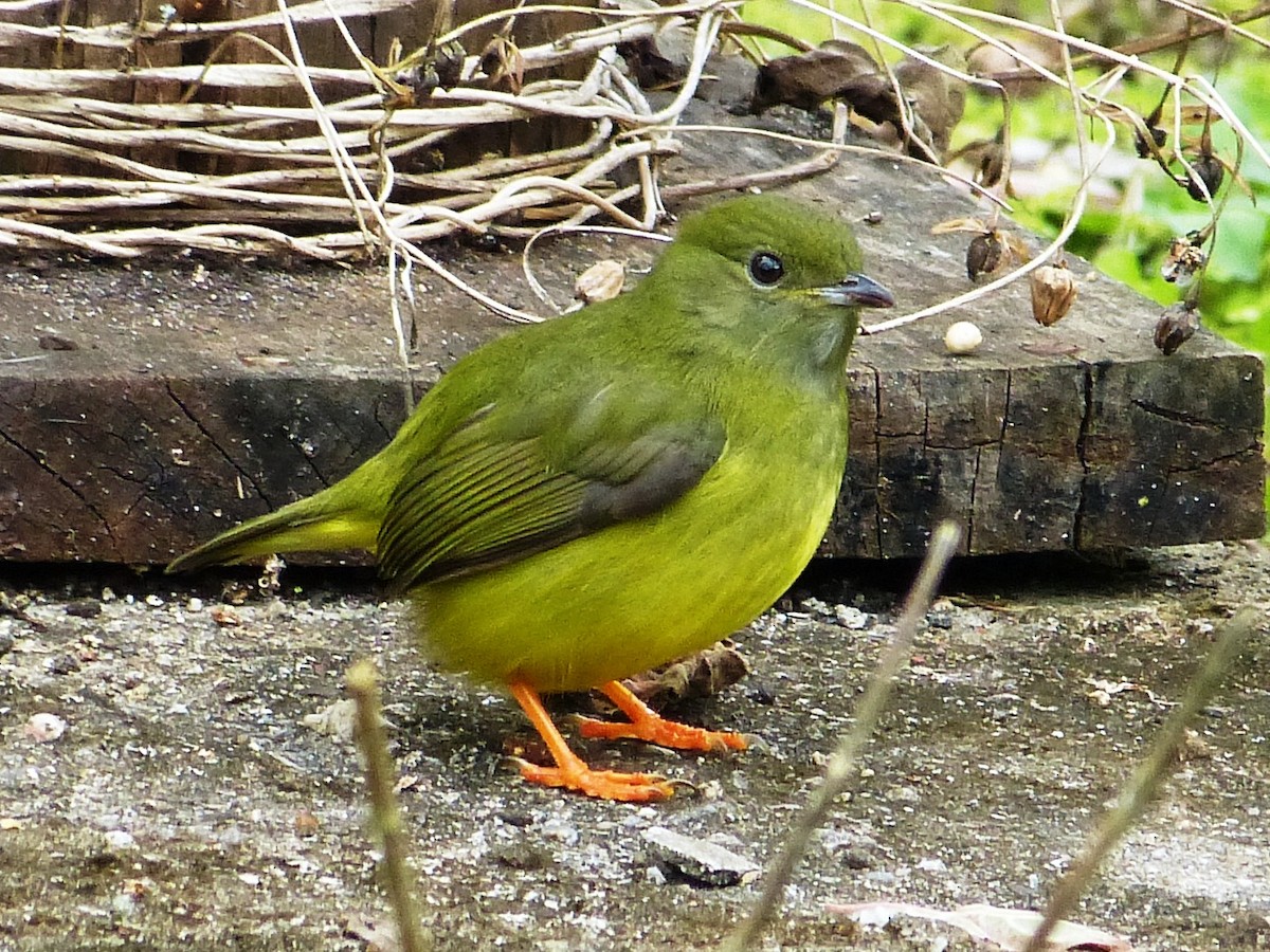 White-collared Manakin - Shelley Rutkin