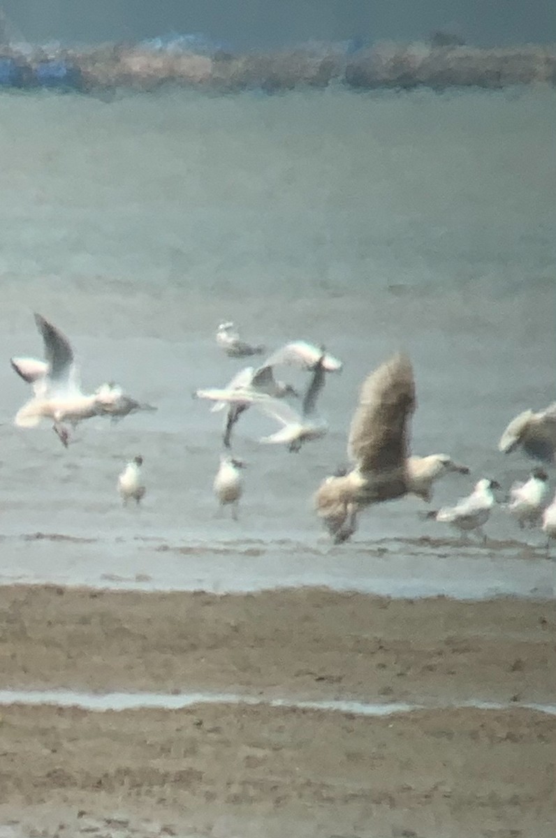 Slaty-backed Gull - ML340132661