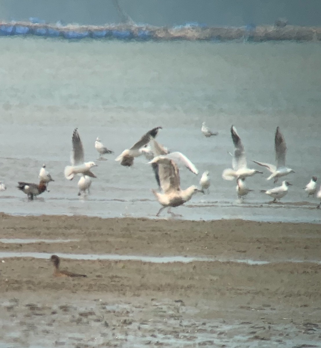 Slaty-backed Gull - ML340132671