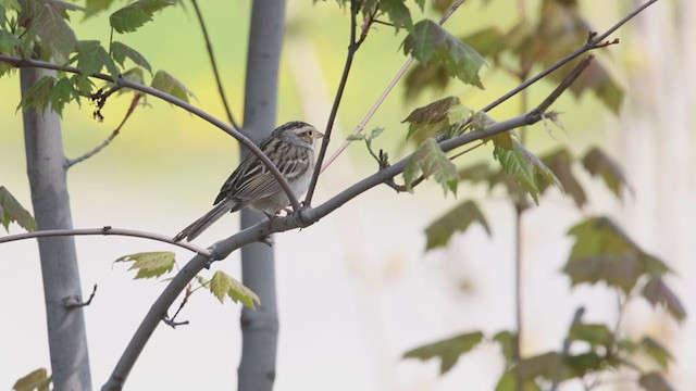 Clay-colored Sparrow - ML340134591