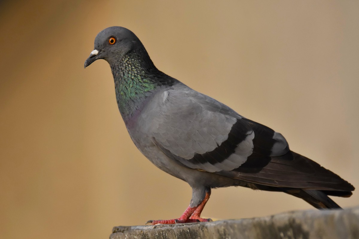 Rock Pigeon (Feral Pigeon) - ML340135541