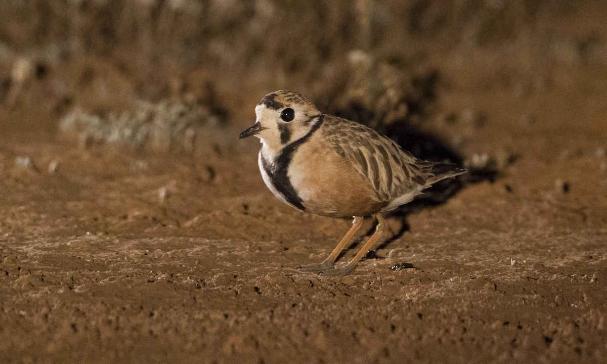 Inland Dotterel - ML34013701