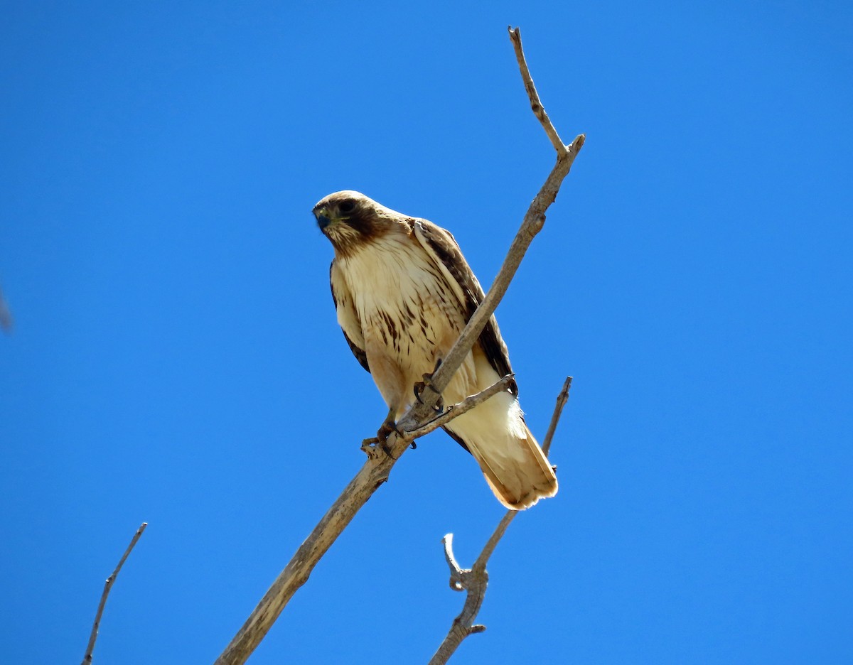 Red-tailed Hawk - ML340137081