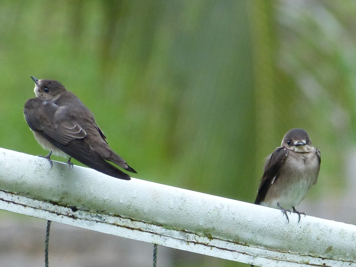 Northern Rough-winged Swallow - ML34013711