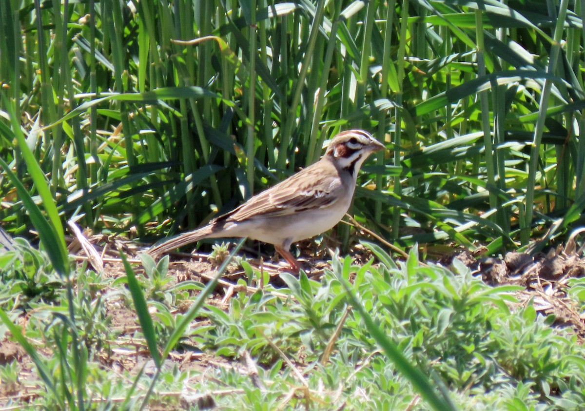 Lark Sparrow - JoAnn Potter Riggle 🦤