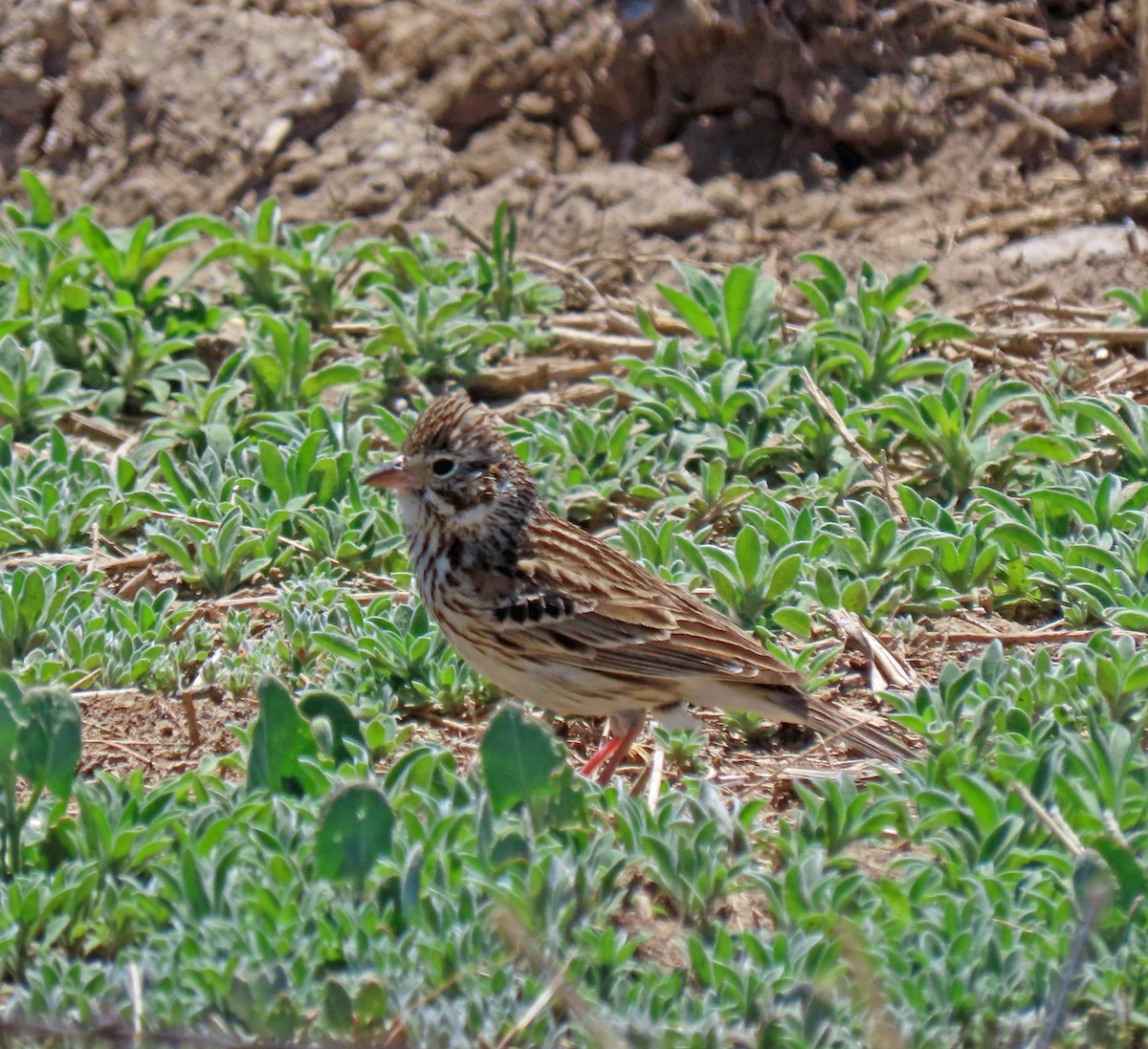 Vesper Sparrow - JoAnn Potter Riggle 🦤