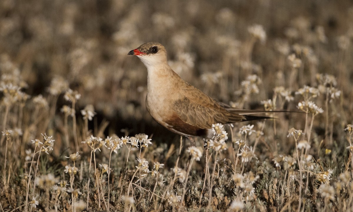 Australian Pratincole - ML34013731