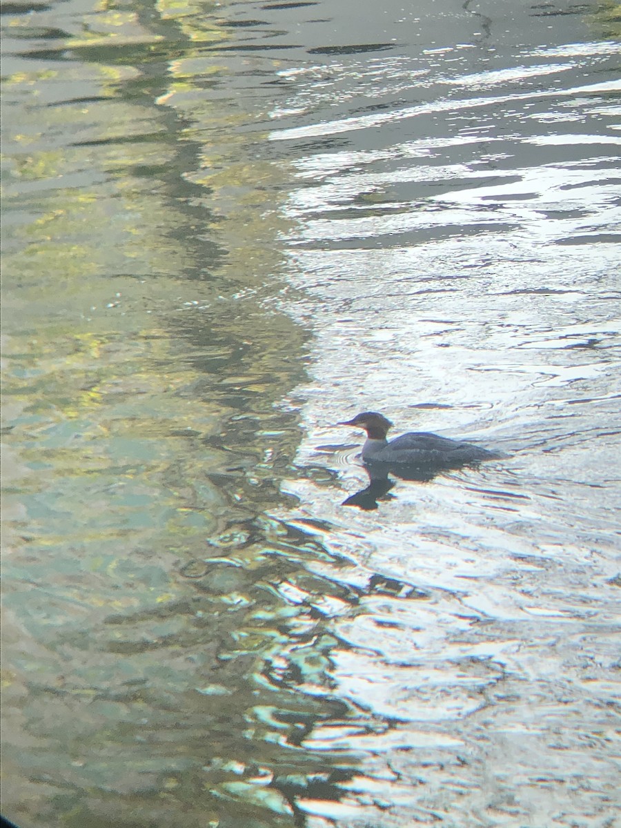 Common Merganser - ML340137311