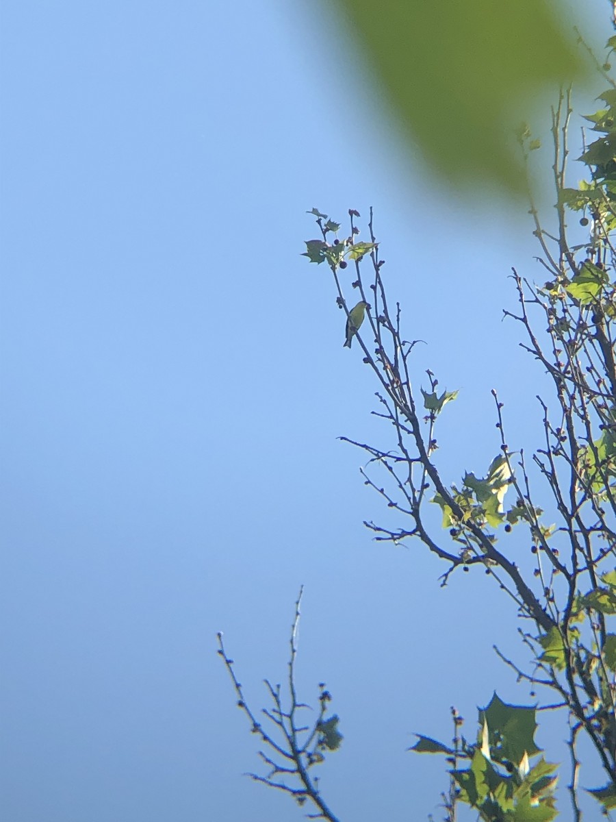 American Goldfinch - ML340137401