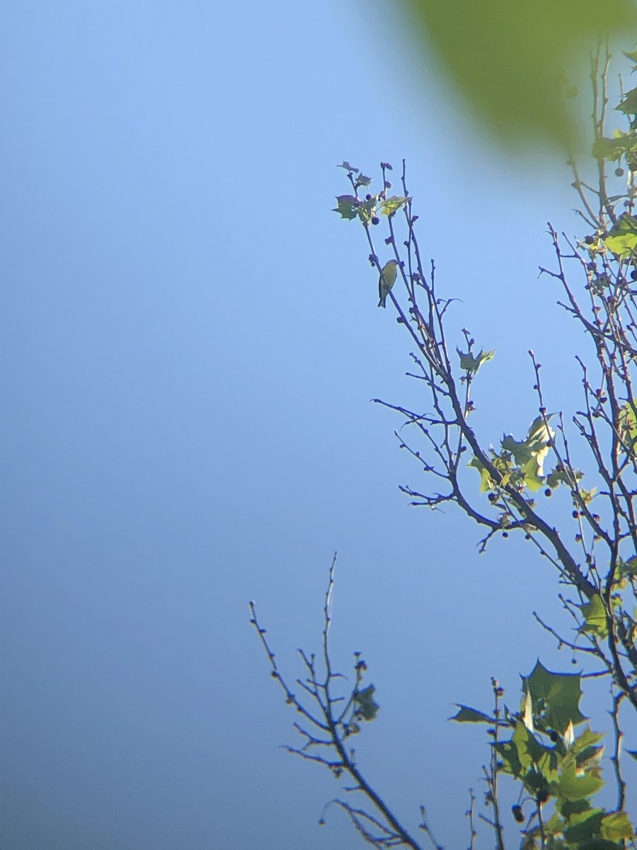 American Goldfinch - ML340137511