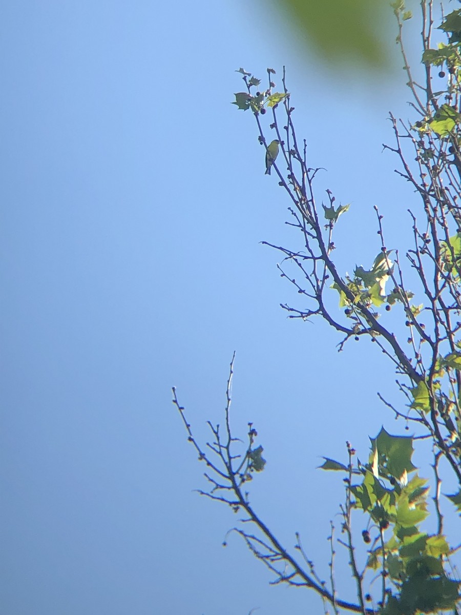 American Goldfinch - ML340137531