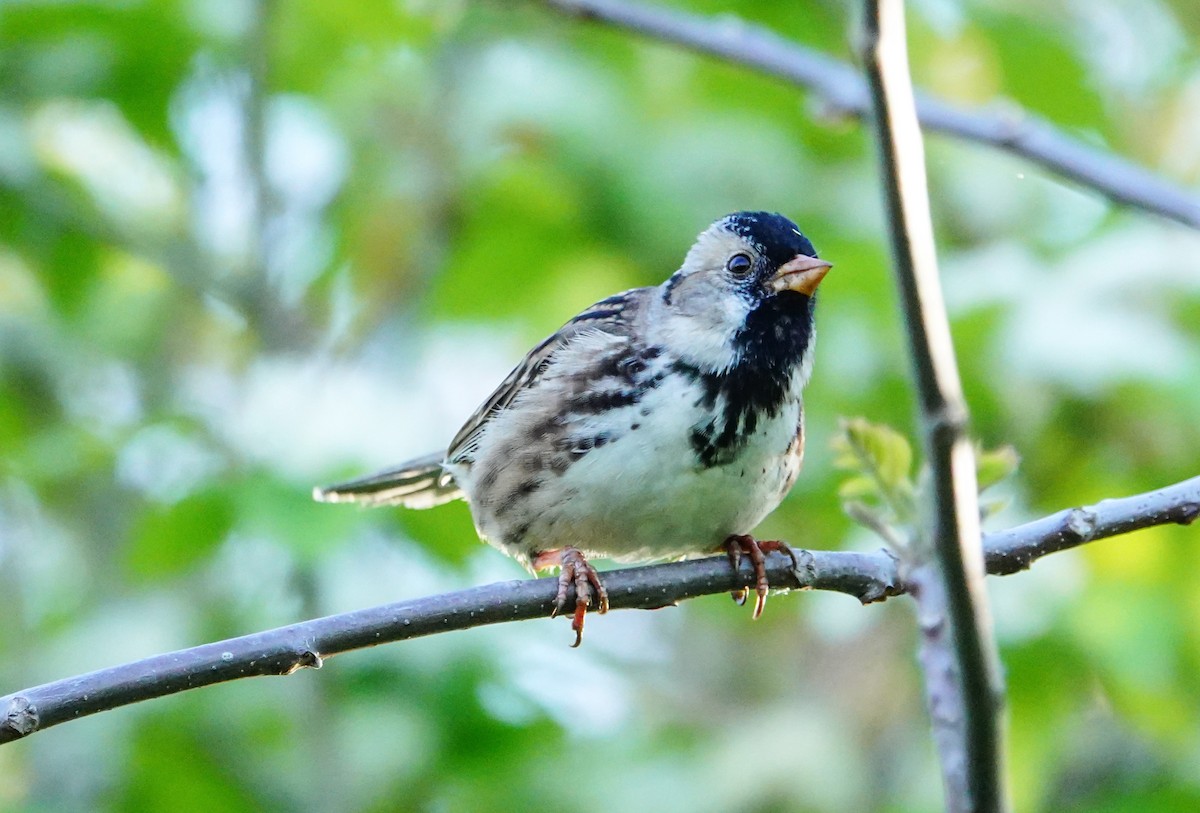Harris's Sparrow - Gale VerHague