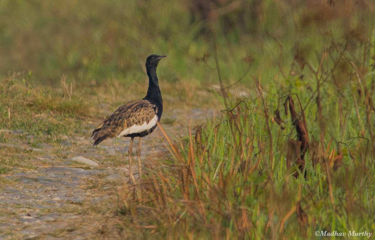 Bengal Florican - Madhav Murthy