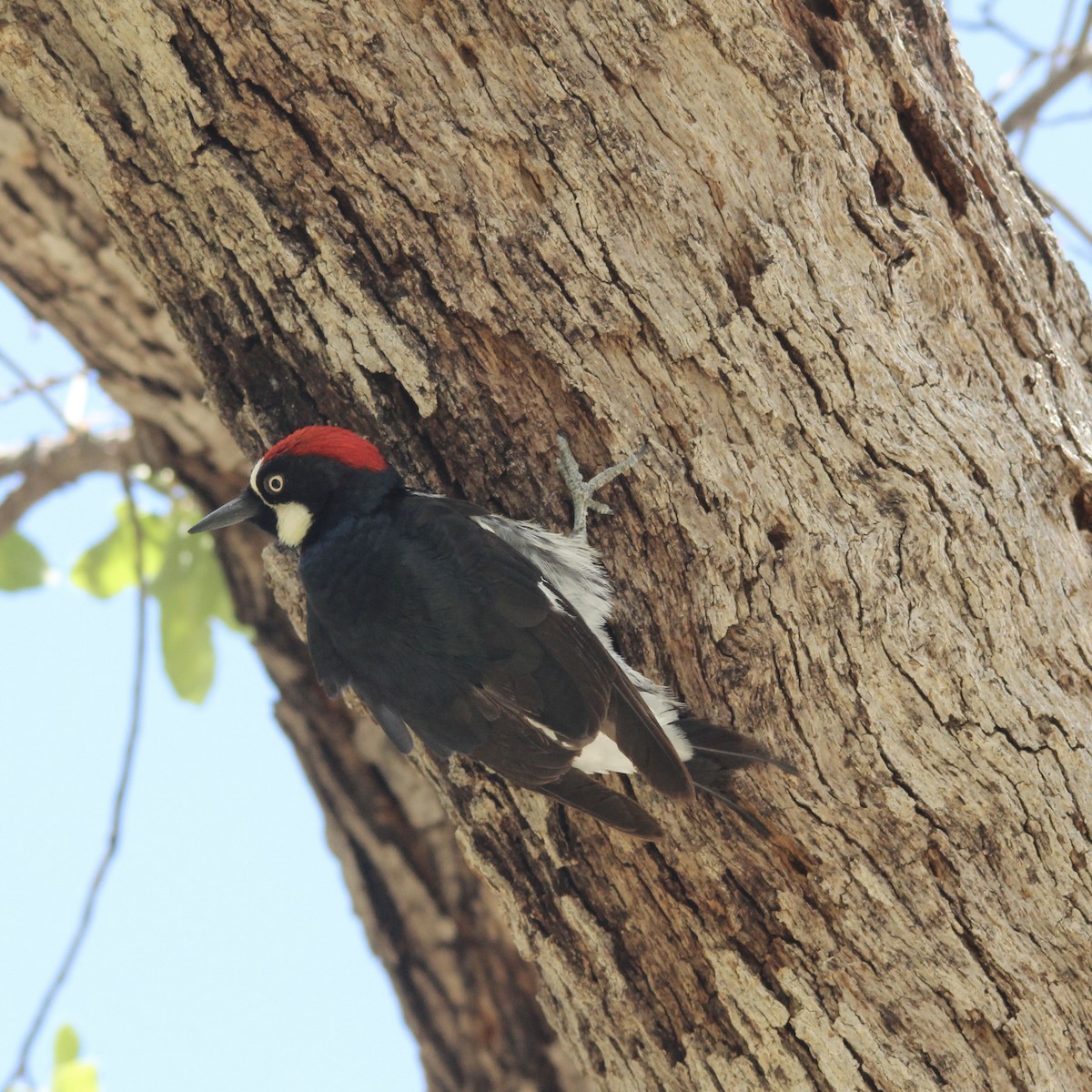 Acorn Woodpecker - ML340138191