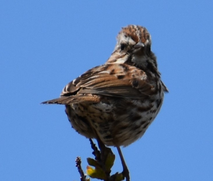 Song Sparrow - ML340139001