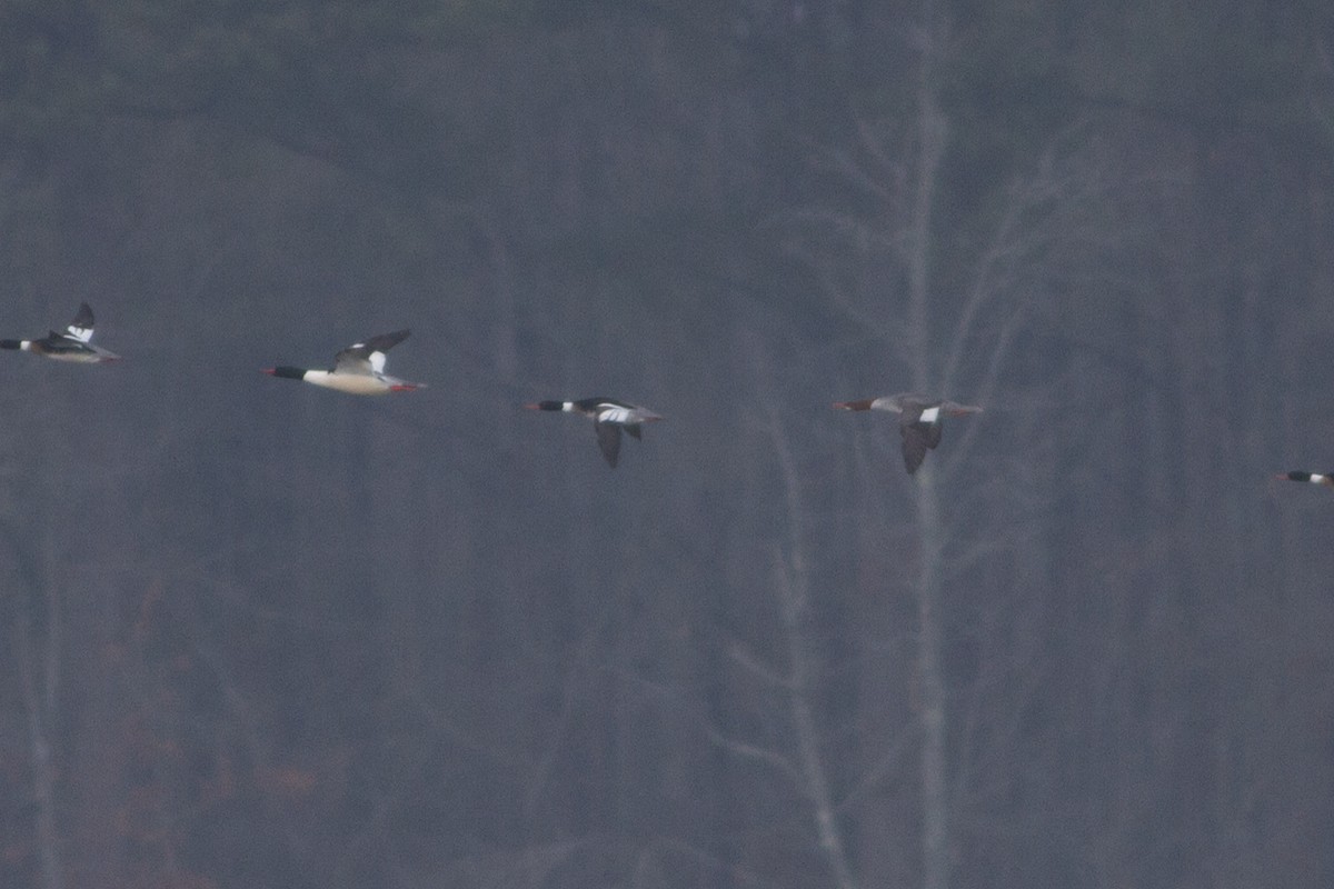 Common Merganser - ML34013911