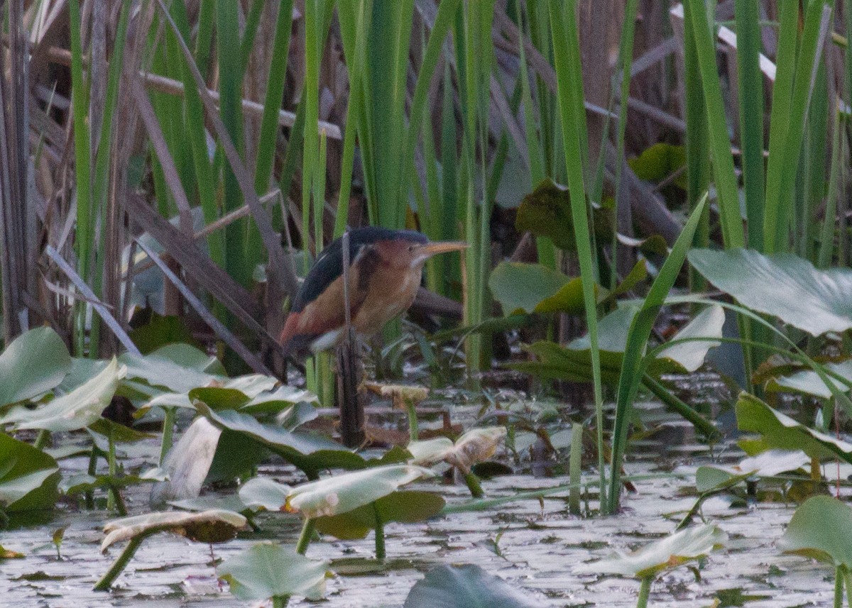 Least Bittern - ML340139321