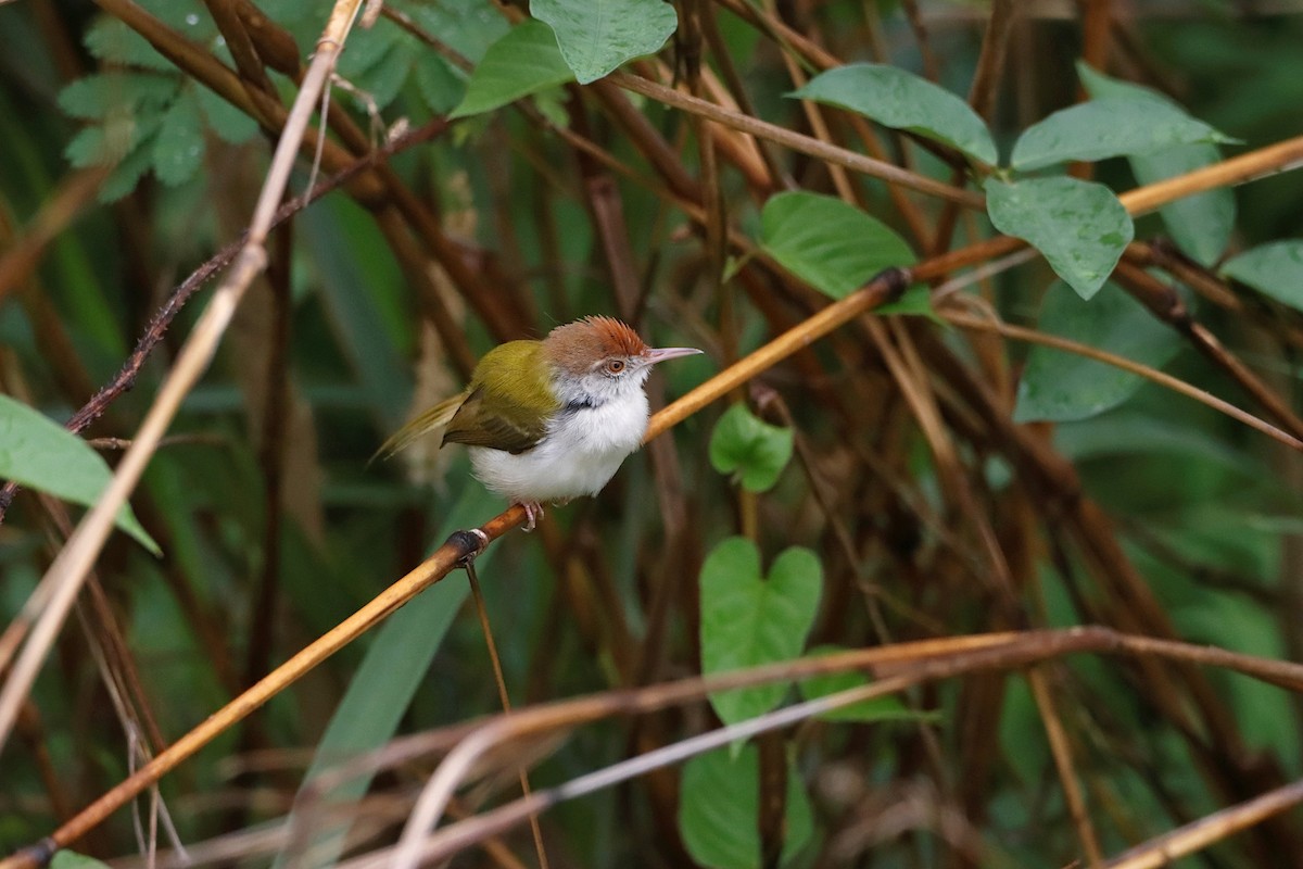 Common Tailorbird - ML340140701