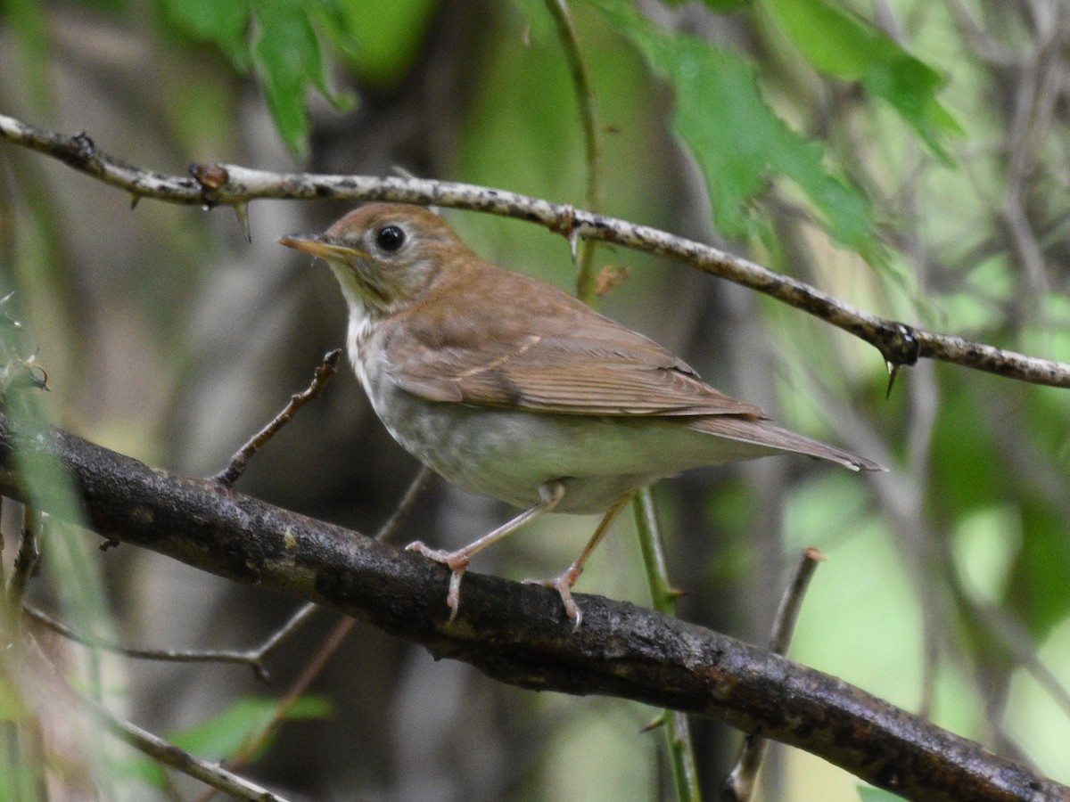 Veery - ML340140771