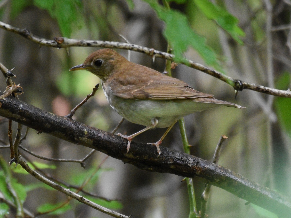 Veery - ML340140781