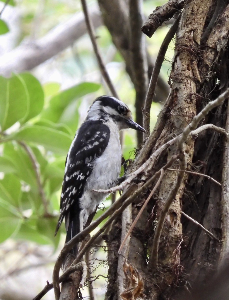 Downy Woodpecker - ML340140851