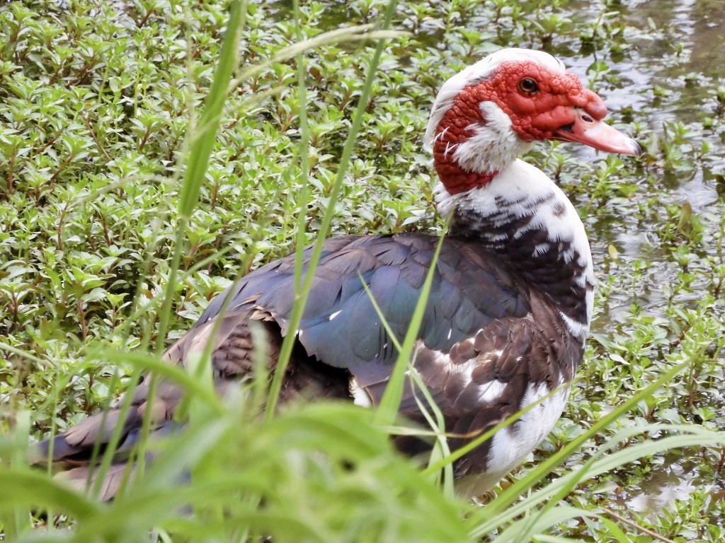 Muscovy Duck (Domestic type) - Paul Alford