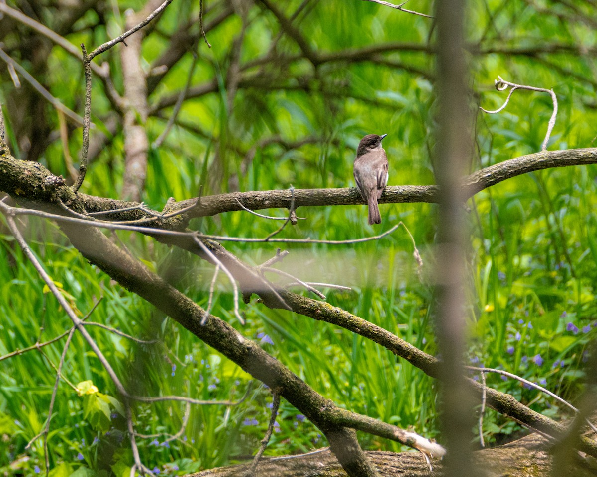 Eastern Phoebe - ML340144291