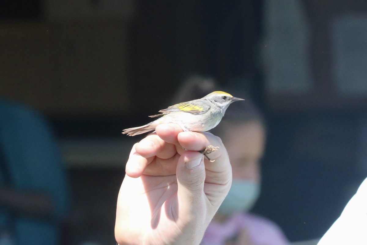 Golden-winged Warbler - ML340144371