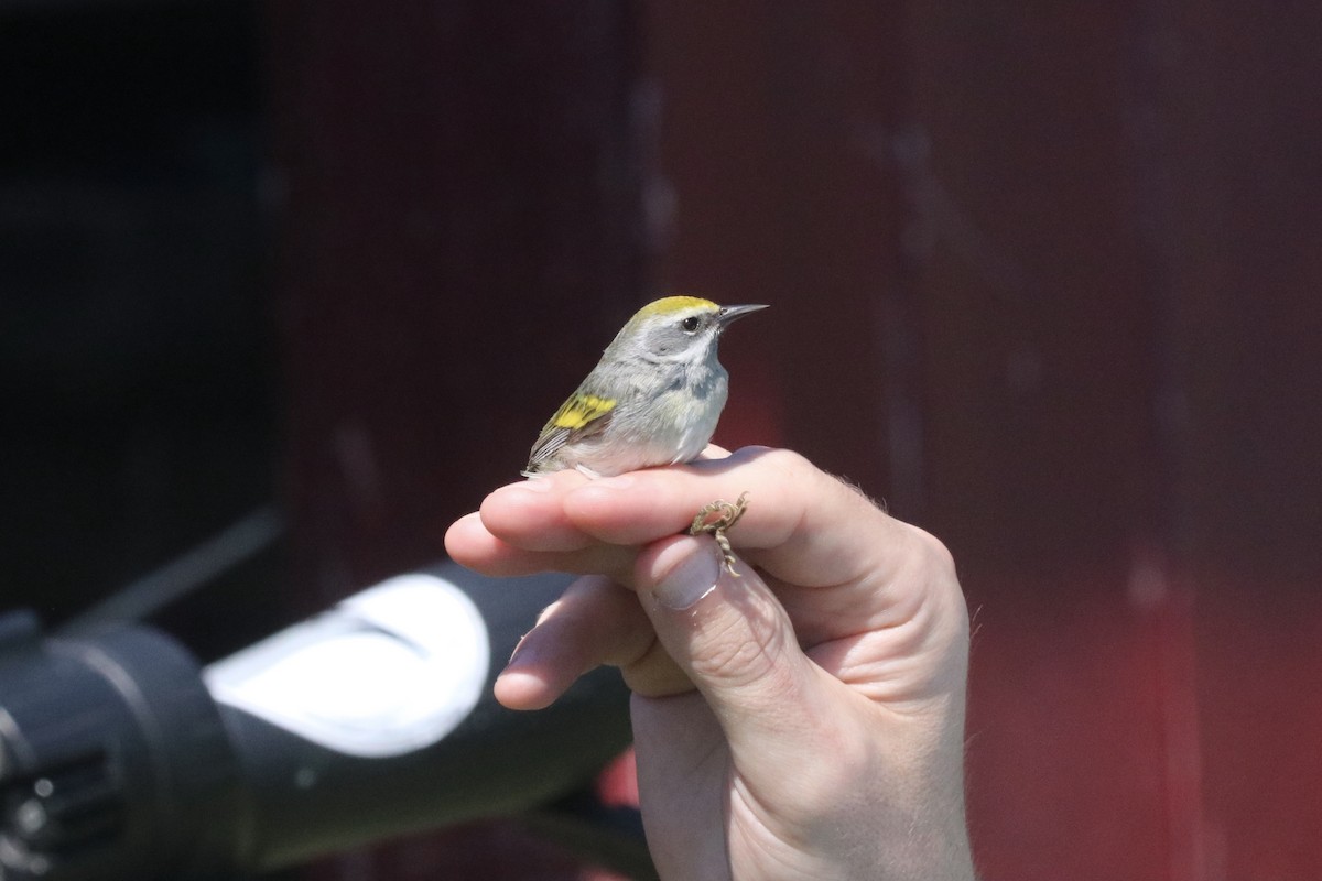 Golden-winged Warbler - ML340144381