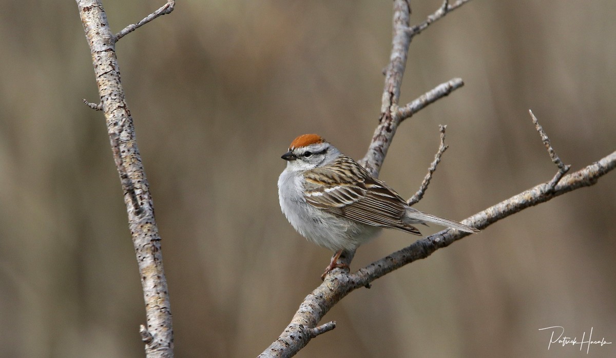 Chipping Sparrow - ML340145361