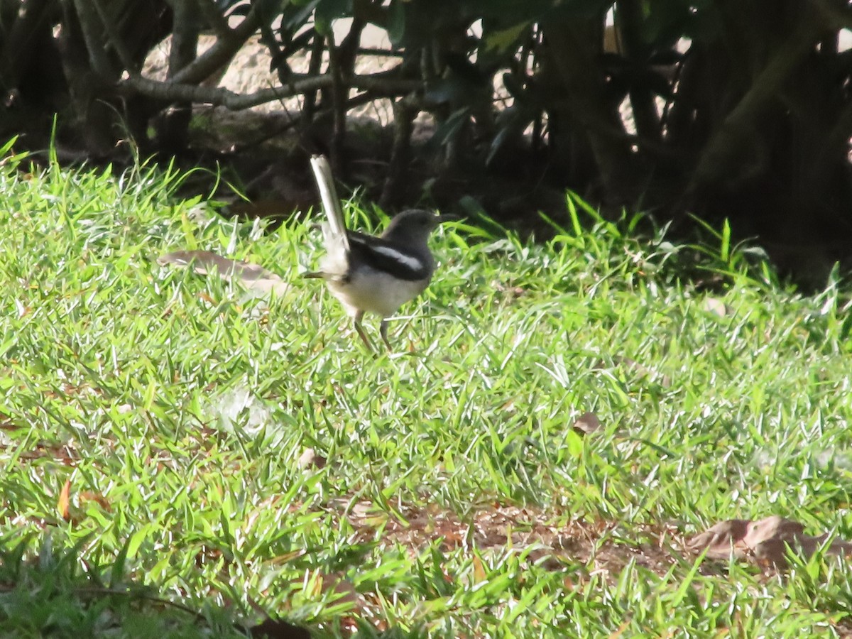 Oriental Magpie-Robin - ML340146611