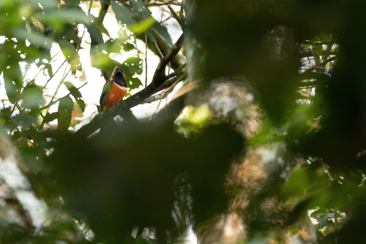 Malabar Trogon - ML340146631