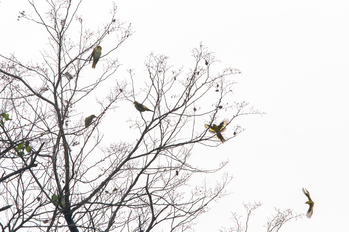 Indian Golden Oriole - ML340146841