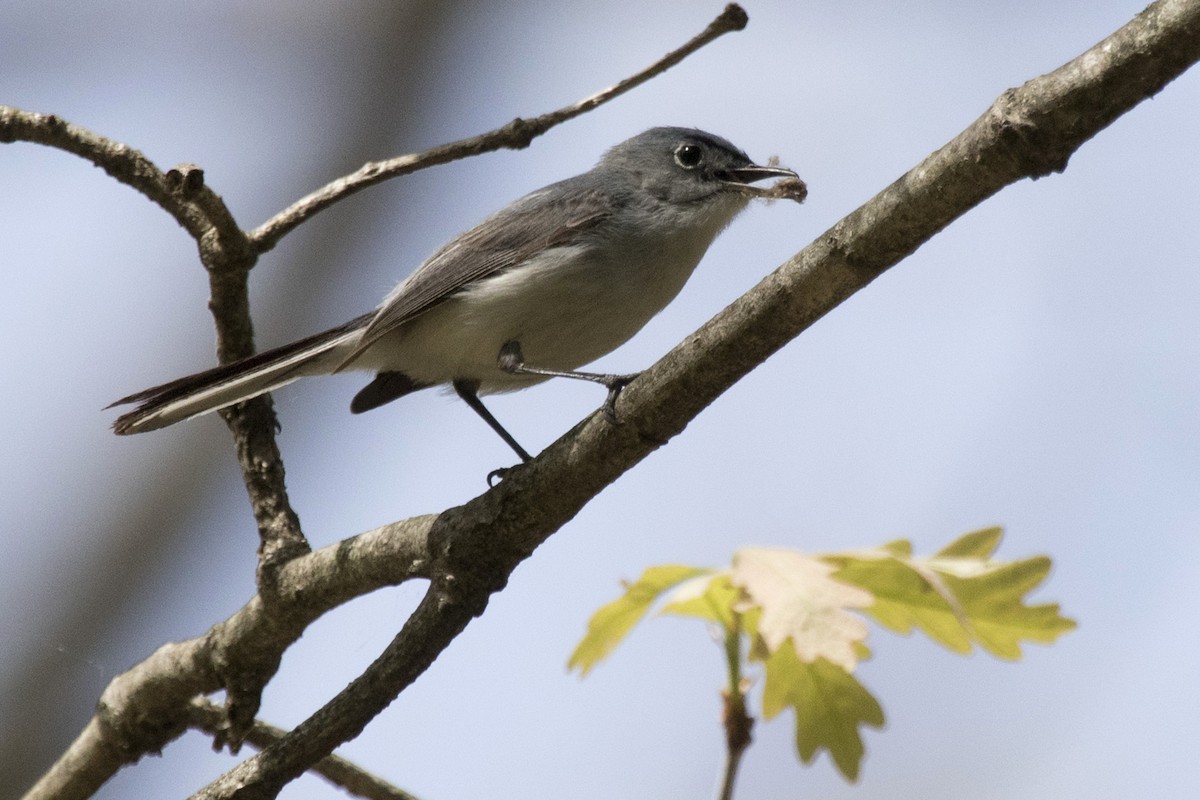 Blue-gray Gnatcatcher - Michael Bowen