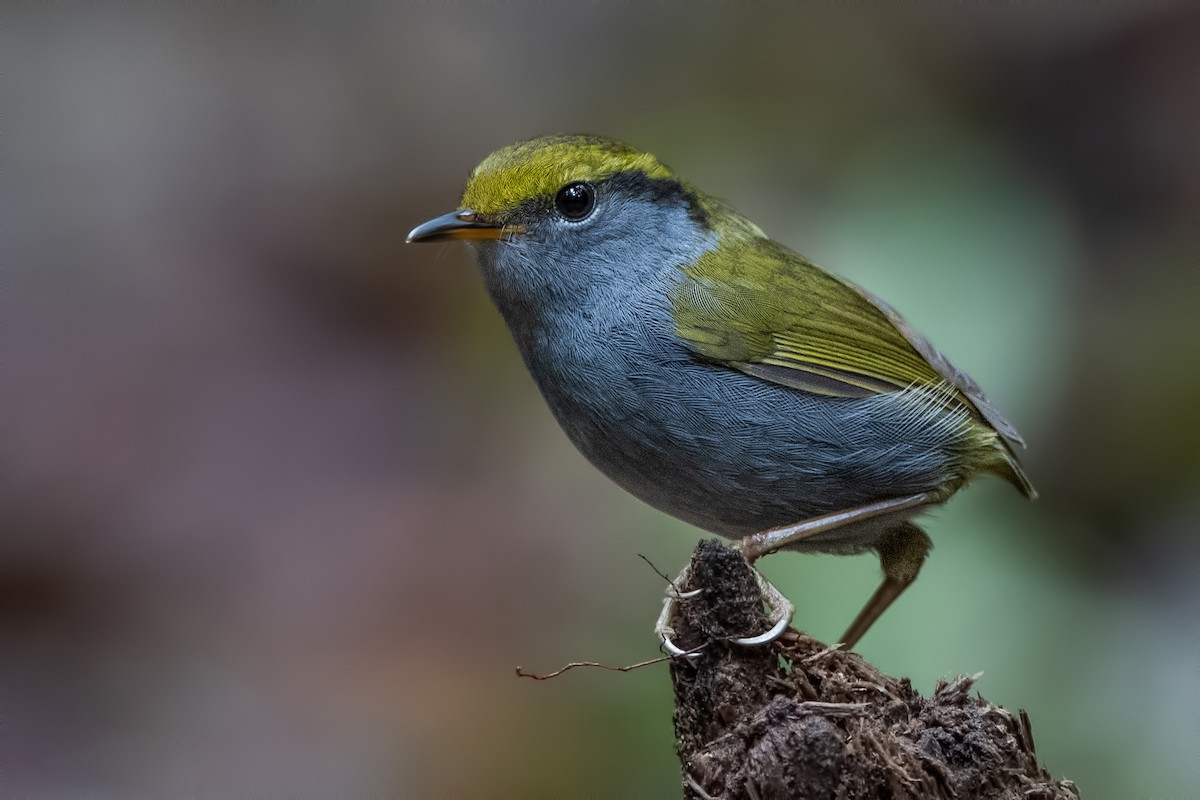 Gray-bellied Tesia - Ngoc Sam Thuong Dang