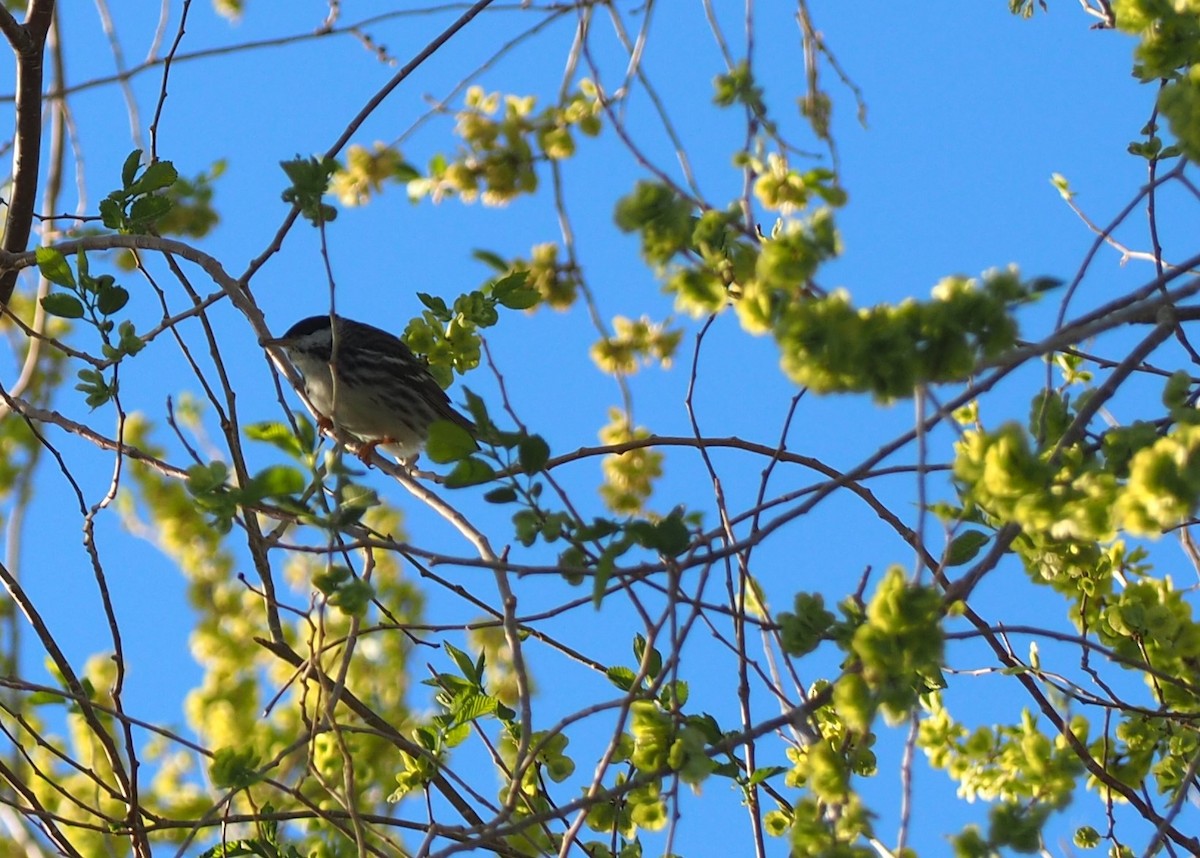 Blackpoll Warbler - ML340152681