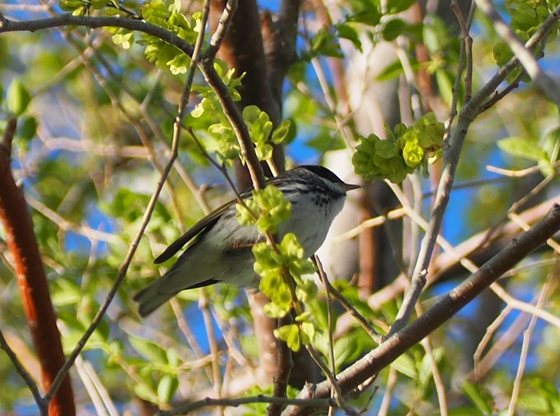 Blackpoll Warbler - ML340152741