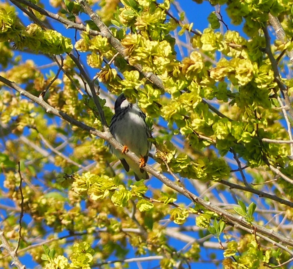 Blackpoll Warbler - ML340152751