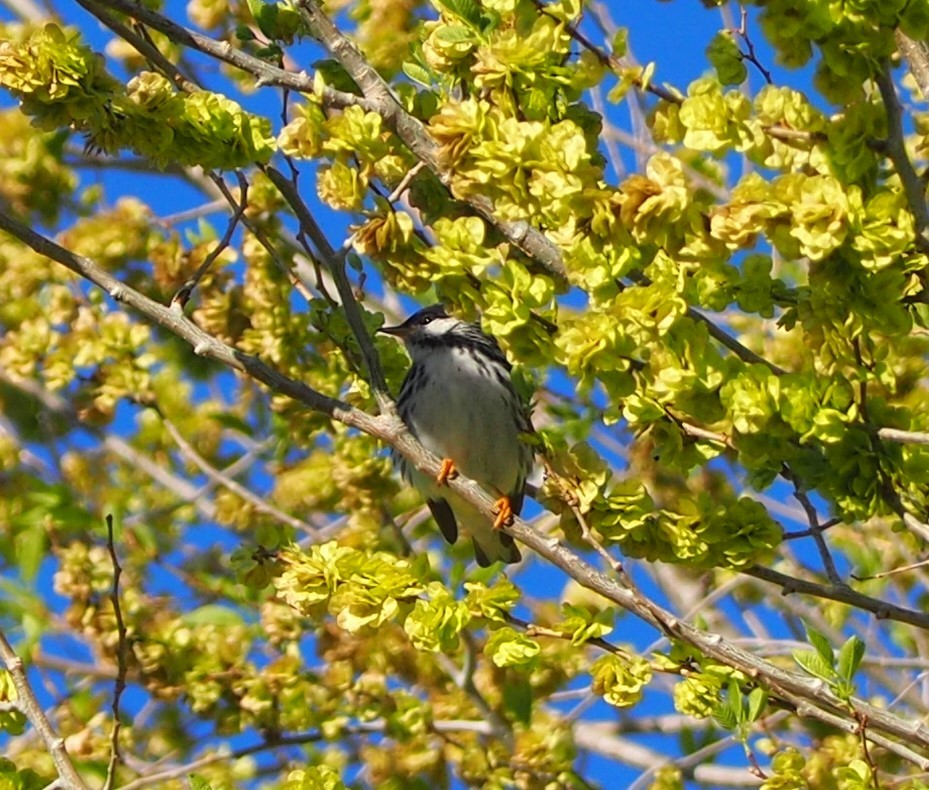 Blackpoll Warbler - ML340152761