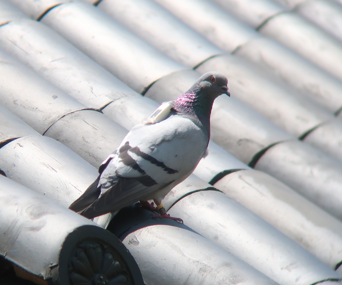 Hill Pigeon - ML340153401