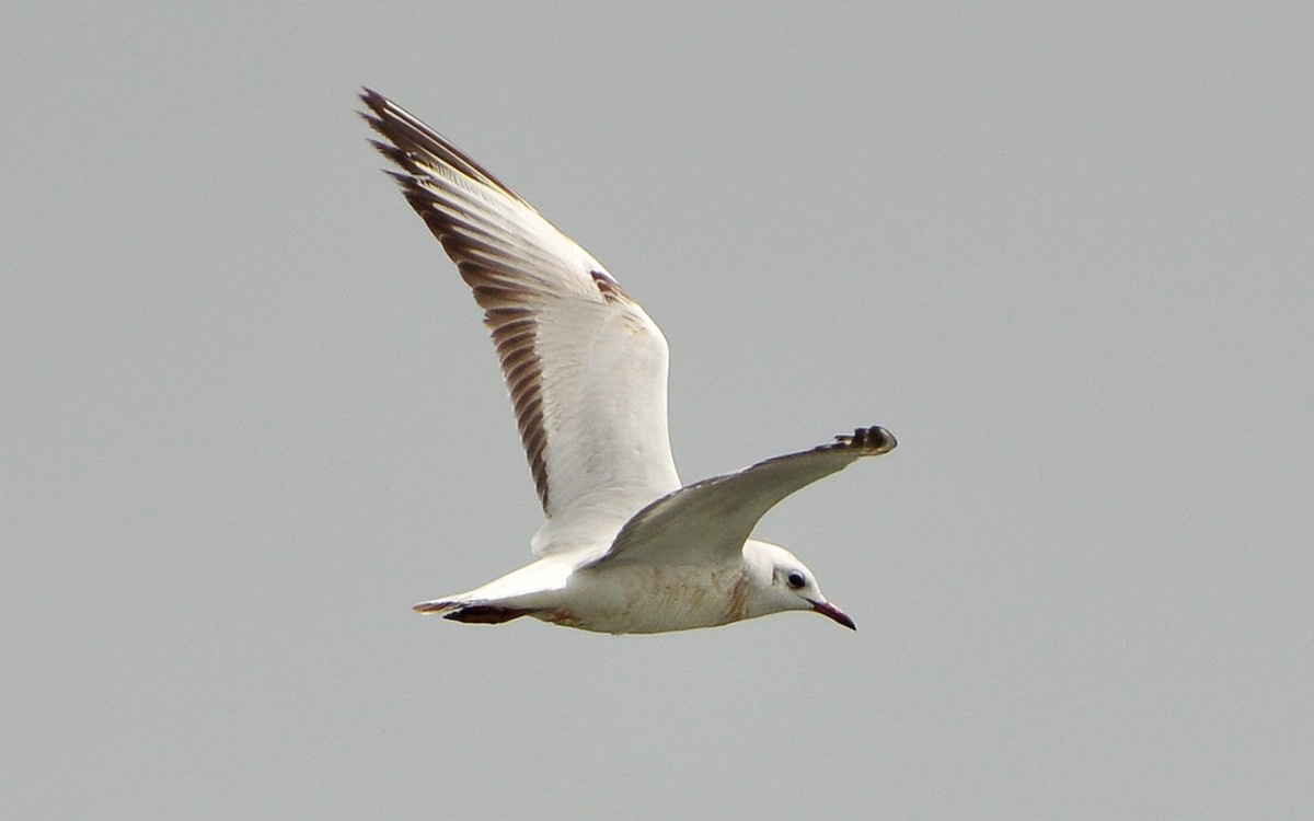 Black-headed Gull - ML340154541