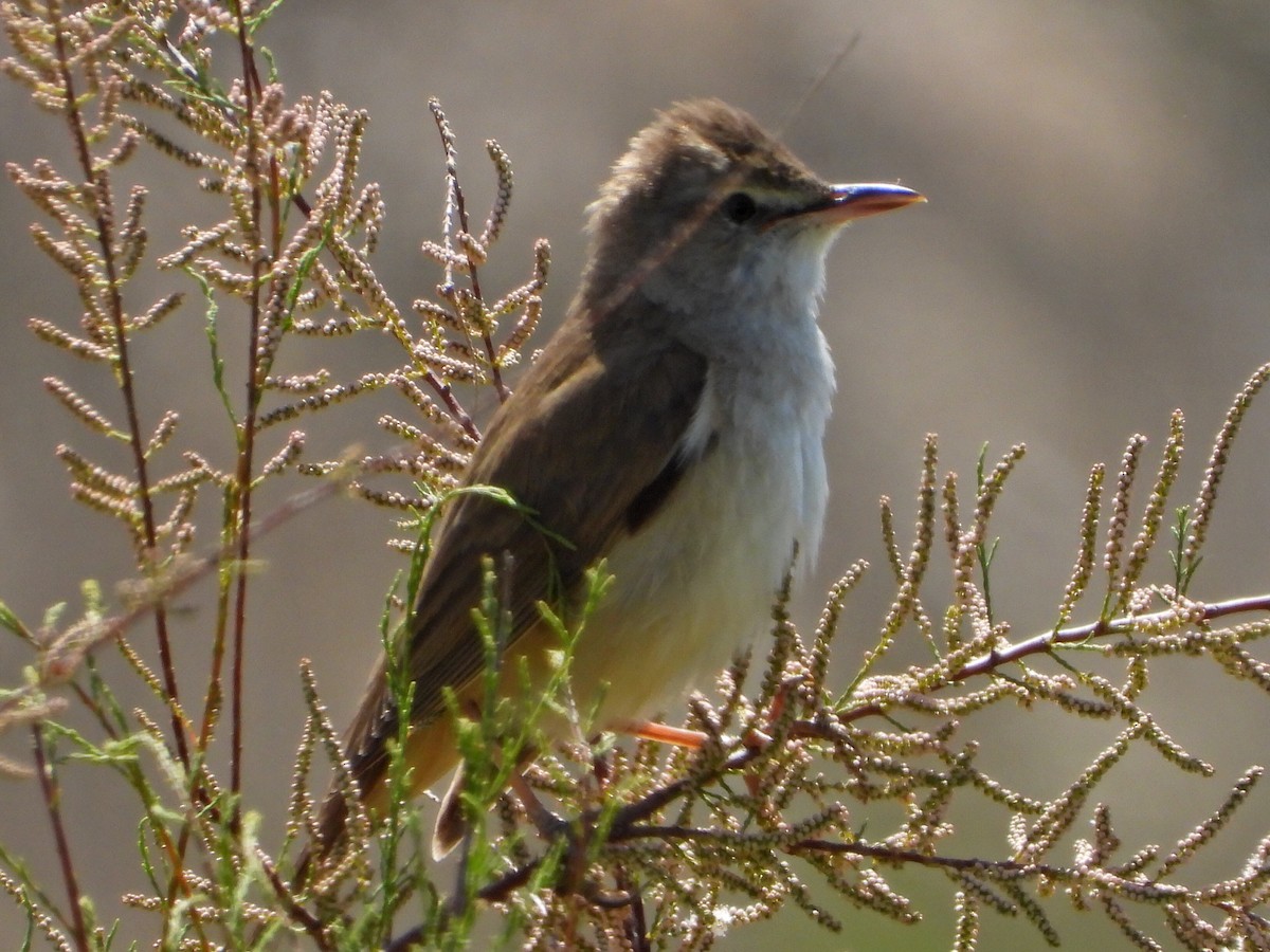 Great Reed Warbler - ML340154601