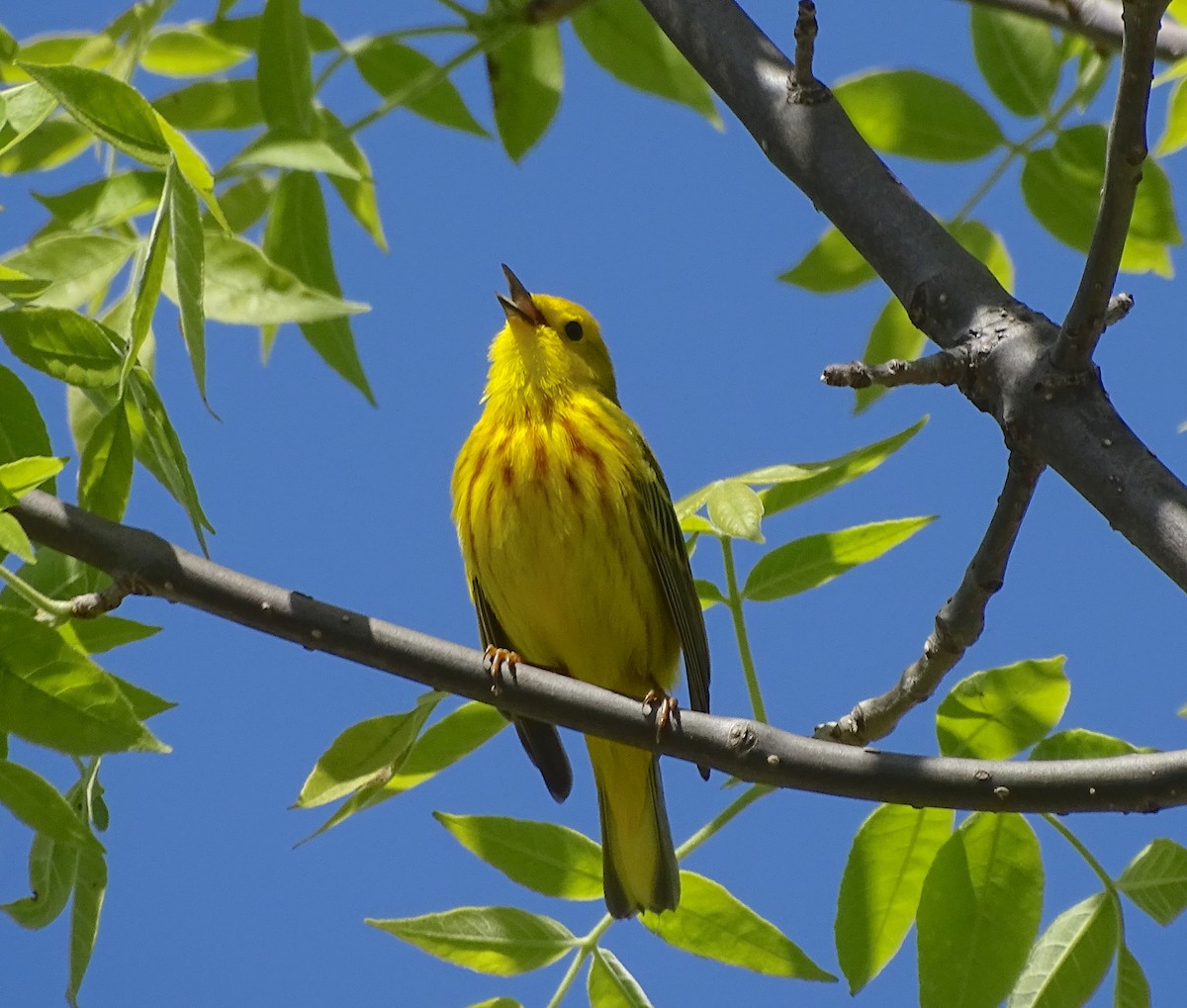 Yellow Warbler (Northern) - Sandra Keller