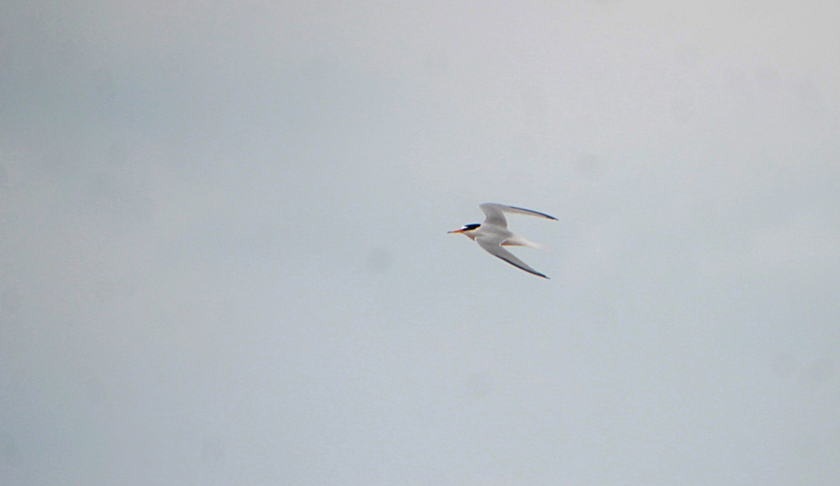 Little Tern - Stanislas Sibille