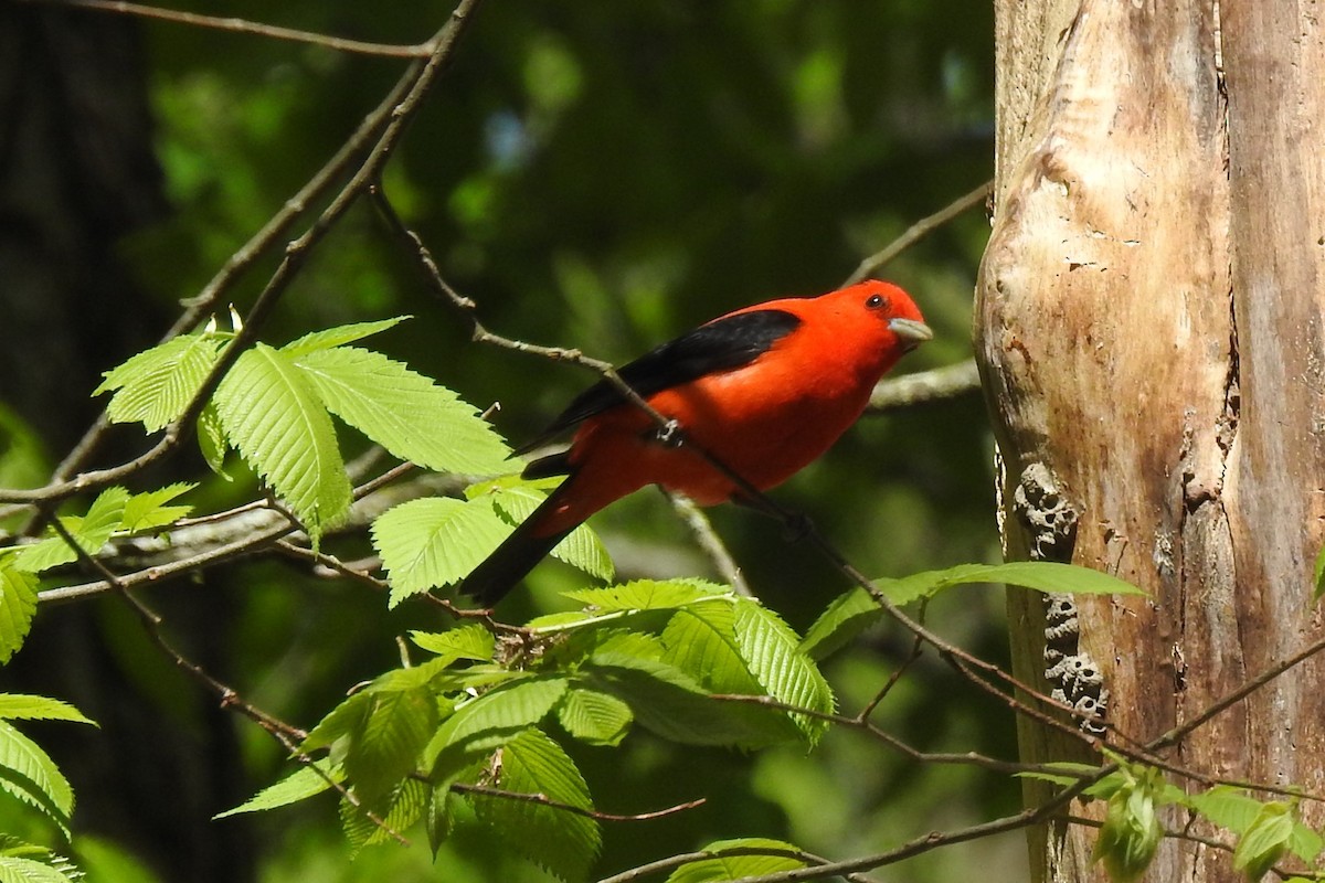 Scarlet Tanager - ML340157741