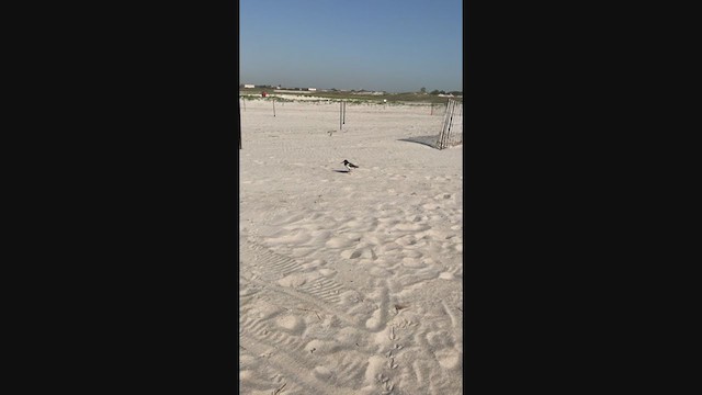 American Oystercatcher - ML340160831