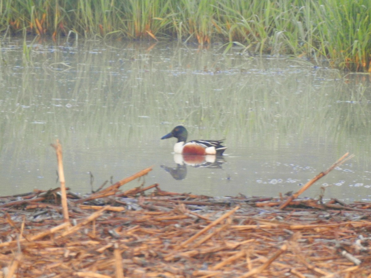 Northern Shoveler - ML340160991